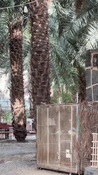 Traditional bamboo seating and clay pots nestled in a relaxing palm tree oasis.