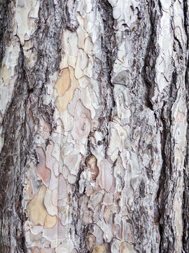 tree bark texture