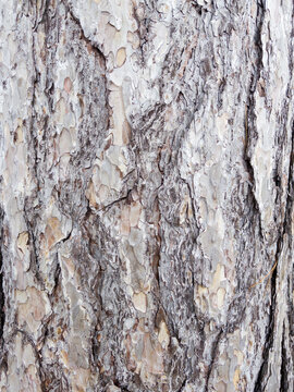 tree bark texture