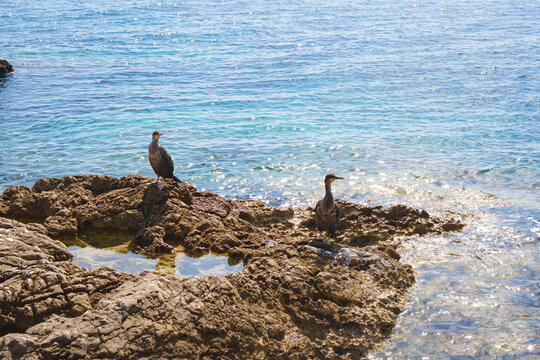 Beautiful coast of Rabac near Labin, Croatia. Adriatic sea. Cormorant birds sit on rocky shore.