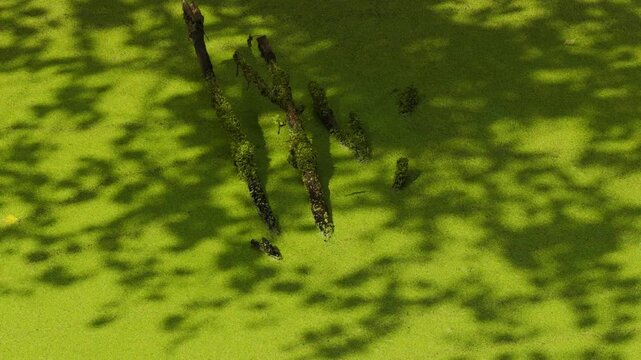 Tree shadows moving on swampy green duckweed