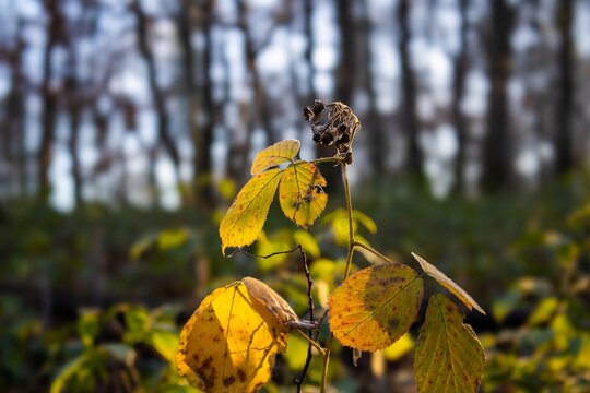 autumn leaves in the forest