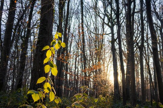 trees in the forest