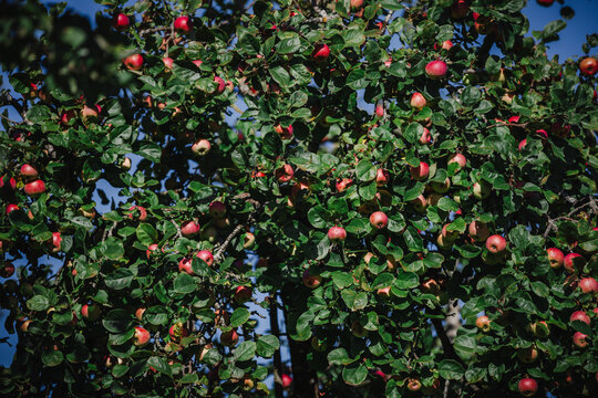 A rich harvest of red ripe apples on the branches of apple trees in the garden - vitamins for jam
