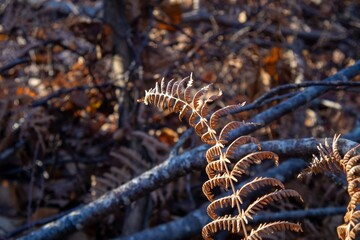 fern in the snow © Matthieu