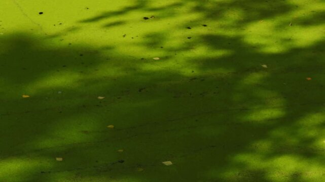 Green duckweed covering pond surface with tree shadows