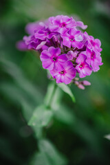 Fototapeta premium Bright, juicy flowers and greenery in the garden - a beautiful flower bed near the house