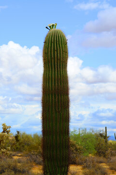 Old Blooming Saguaro Cactus Sonora desert Arizona