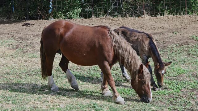 Catalan Pyrenean horses in field in rural mountain