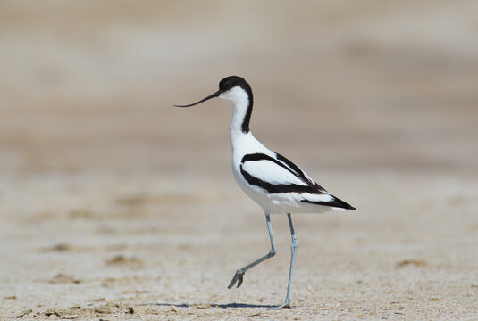 Pied Avocet (Recurvirostra avosetta) stepping forward on a sandy ground with one leg raised, showing its signature upcurved bill.