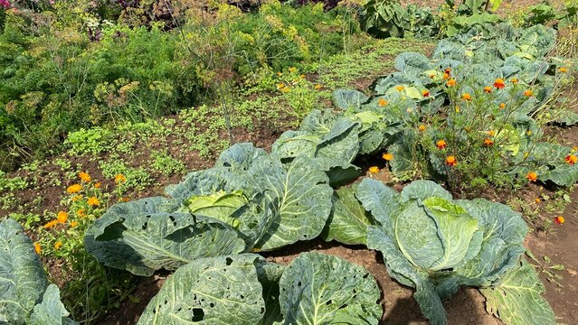 Green cabbage plants growing among marigold flowers in a summer vegetable garden