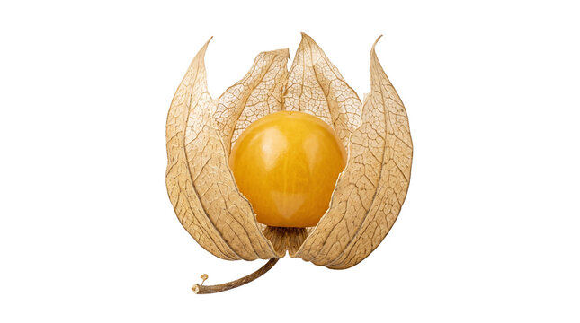 Single ripe physalis fruit inside a dry papery husk isolated on a white background, exotic goldenberry groundcherry for healthy food nutrition