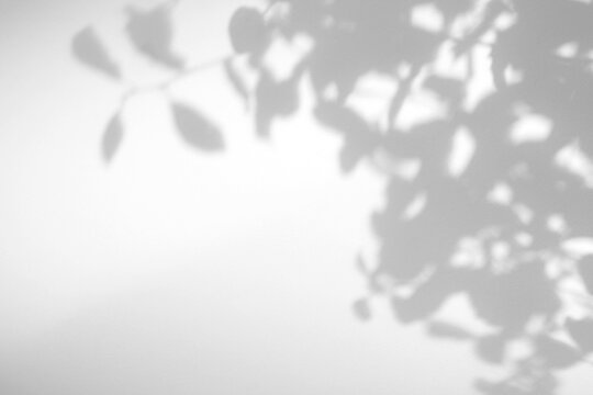 Real sparse foliage shadow cut out on a transparent png background with soft organic edges. Drops into a serene lifestyle mockup overlay, a clean and organic lifestyle brand composition as.
