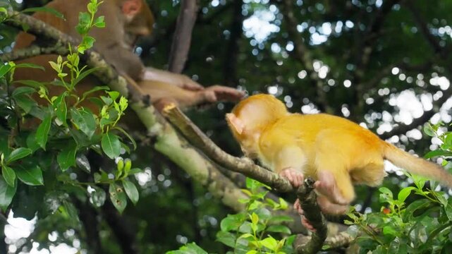 monkey interacting on tree branches