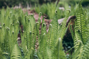 Emerging fern fronds in forest © Belus