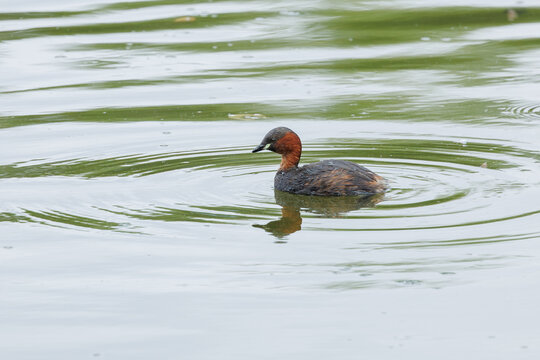 A waterbird, the Little Grebe, in the water in its natural habitat searching for food.