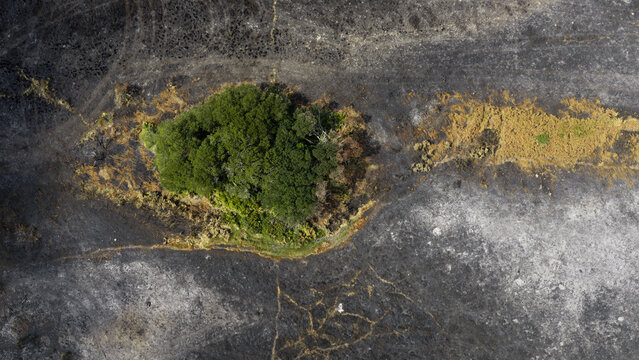 Aerial view of a lone patch of green trees surrounded by scorched, blackened earth following a wildfire in the coastal landscape of Plevenon, Brittany, France.