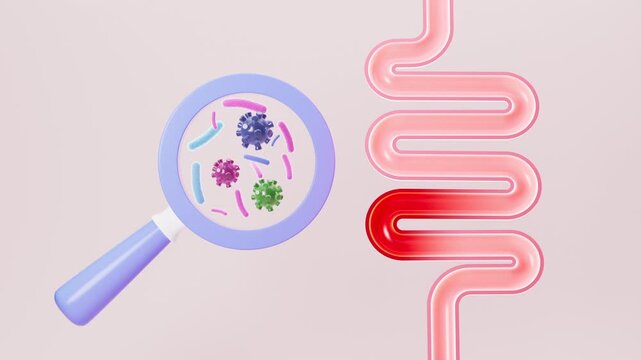 Human intestines, enteritis, intestinal flora imbalance, etc. 3d rendering.