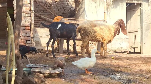 Mixed domestic farm animals including goats, sheep, a white duck, and chickens foraging together in a sunny rural barnyard setting on a small sustainable homestead