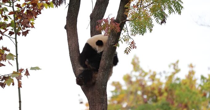 Giant panda baby sleeping on the tree