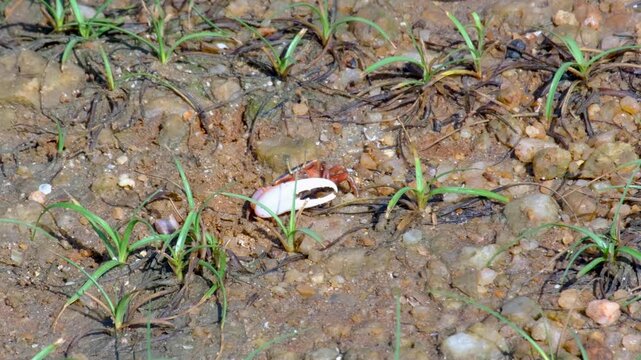Fiddler crab walking on muddy ground near aquatic vegetation in mangrove ecosystem.