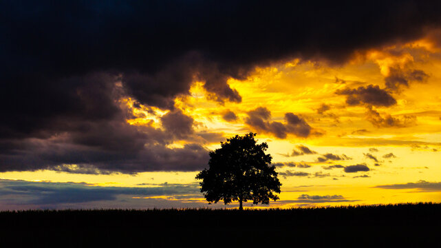 a tree in a beautiful evening sundown
