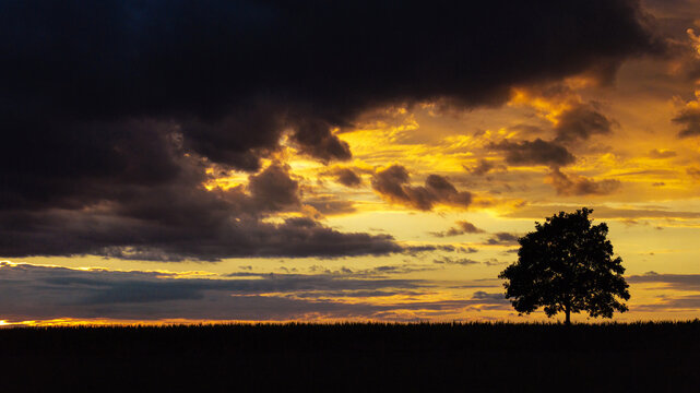 a tree in a beautiful evening sundown