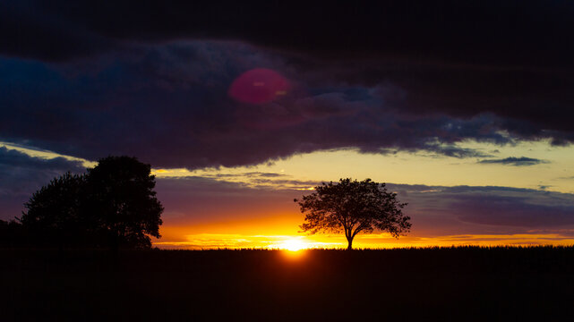 a tree in a beautiful evening sundown