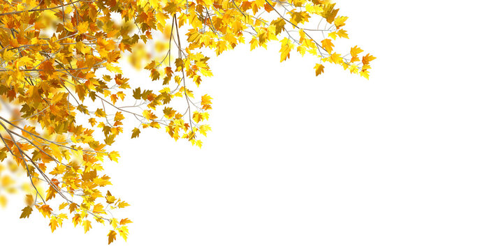 Yellow autumn tree branches top border frame isolated on transparent background
