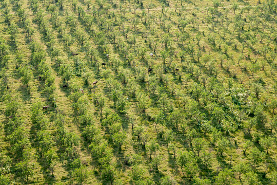 Aerial view of a lush green orchard with rows of trees and cattle grazing in the grass in Montenegro.