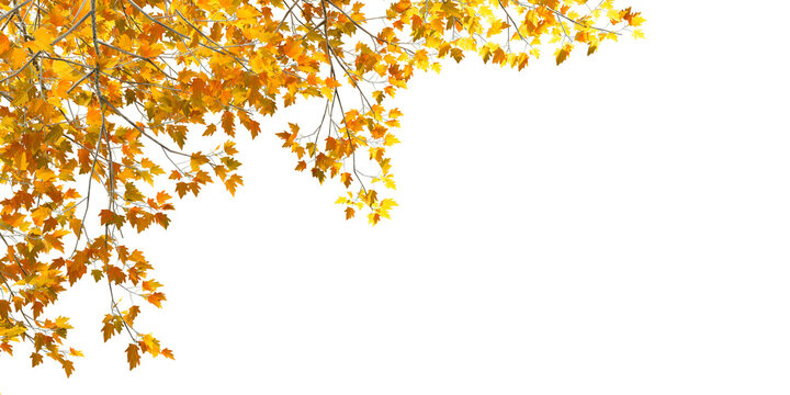 Yellow and orange autumn tree branches overhead border isolated on transparent background