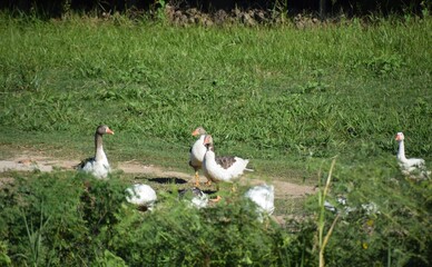 flock of domestic geese walking on the grass © Nature Photos