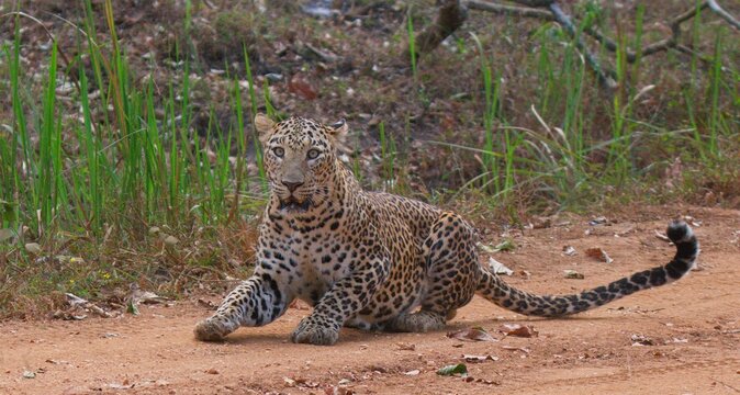 Indian leopard walking along a safari road and making eye contact with the camera in the natural forest of Karnataka, India. Wildlife photography showcasing a wild leopard in its natural habitat.
