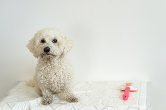 A small white Bichon Frise dog with dirty paws sits on a table beside a pink slicker brush. The pet waits for grooming and coat care indoors.