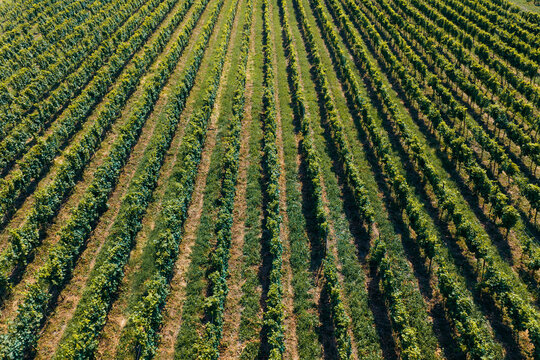 Aerial view of lush green vineyards with perfectly aligned rows of grapevines Kakheti, Georgia.