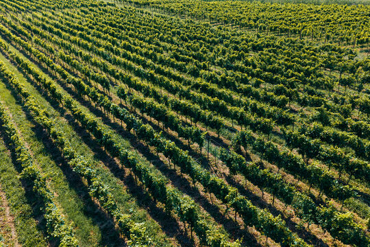 Aerial view of lush green vineyards stretching across the rolling hills of the Kakheti region, Kakheti, Georgia.