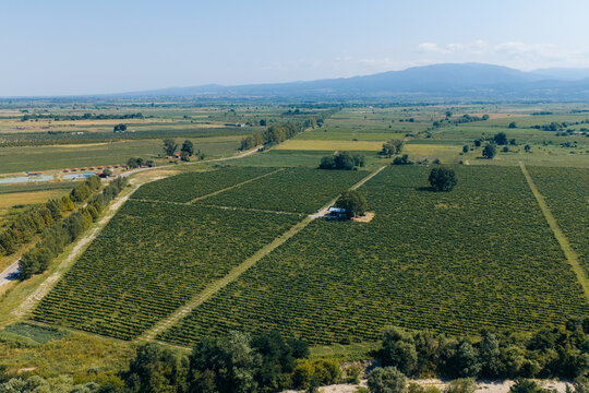 Aerial view of sprawling vineyards in the Kakheti region, with lush green rows of grapevines, a small structure among trees, and distant mountains, Kakheti, Georgia.