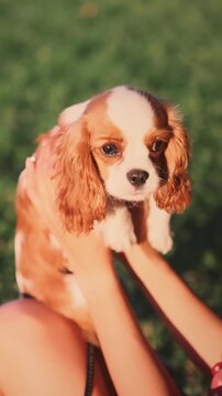 Girl lifts a spaniel puppy up in a sunlit grassy field