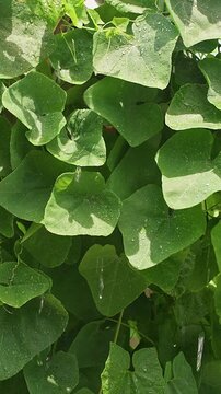Vertical video. Water Spraying Over a Wild Ivy Gourd Vine With Green Striped Fruits in Bright Sunlight, Plant Care, Healthy Growth, Organic Gardening