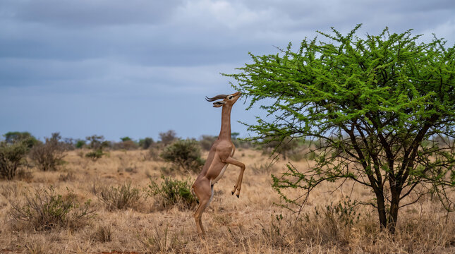 Gerenuk Gazelle Standing Tall on Hind Legs Reaching for Green Leaves