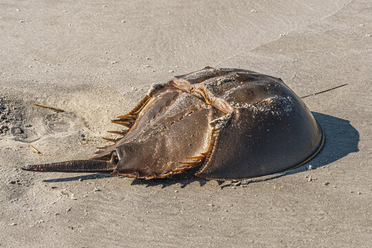 Atlantic Horseshoe Crab on Sandy Beach in Natural Coastal Habitat