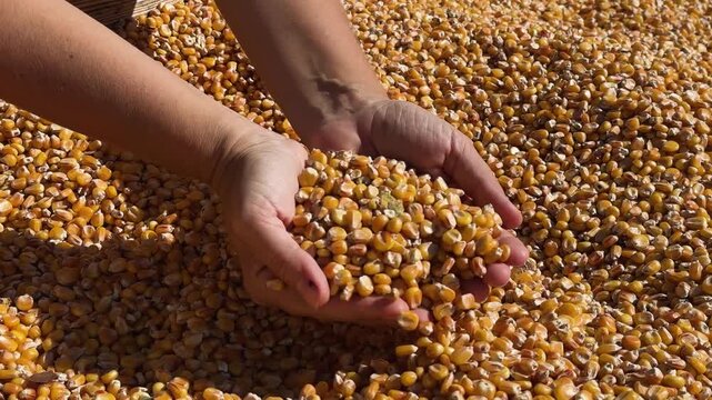someones hands checking quality of corn