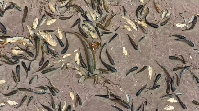 Many small fish swimming in shallow muddy water of a pond after flooding.