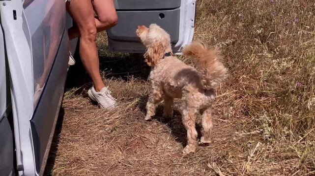 Woman stepping out of a vehicle in a rural field as her small dog waits patiently beside her.