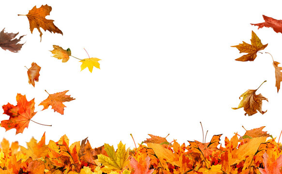 Autumn maple leaf frame isolated on transparent background png
