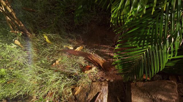 Top View of Tropical Garden Ground with Sprinkler Mist and Palm Leaves in Sunlight, Slow Motion Irrigation and Plant Care