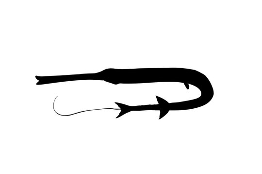 Red Cornetfish Silhouette Isolated on White Background