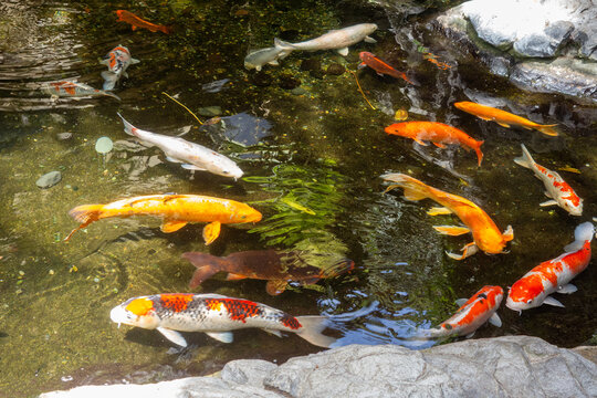 Colorful koi fish and goldfish swim gracefully in a clear pond surrounded by natural gray rocks and stones