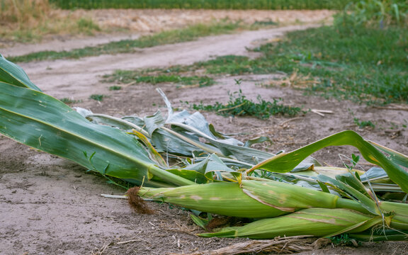 Fallen corn plants with green leaves and exposed roots lying across a bare dirt road beside grassy vegetation in the countryside