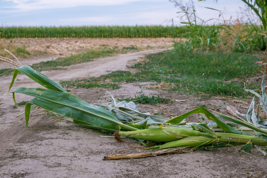 Fallen corn plants and green leaves lie across a dirt road beside a cultivated field, with standing maize and grasses beneath a pale blue sky